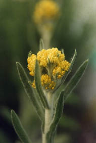 Helichrysum arenarium
